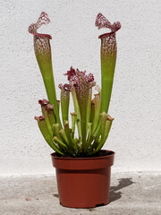 Sarracenia en pot. Plante carnivore en pot