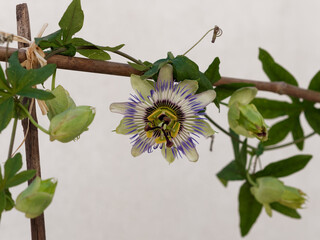 Fleur de Passiflore bleue ou Fleur de la passion (Passiflora Caerulea). France	