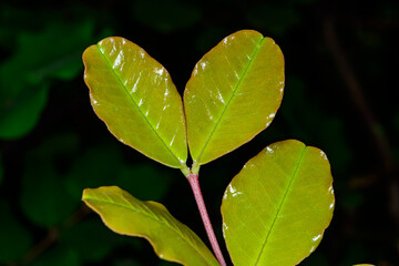 Young red leaves of ornamental plant in garden, Odessa