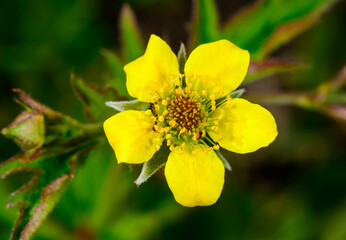 Wood avens, herb Bennet Geum urbanum, yellow flower with five petals of herbaceous plant in the...