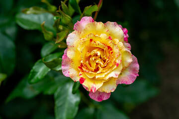 yellow rose in garden