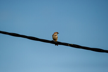 the eurasian tree sparrow on a wire against gray sky
