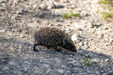 the european hedgehog in the grass