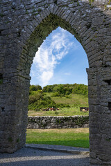 Cows grazing on a hillside next to Corcomroe Abbey in Ireland, framed with arch 