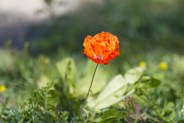 beautiful poppy surrounded by green plants, lonely poppy flower, green background, poppy in full...