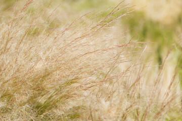 curled stalks of Mexican feather grass in the sunshine, Nassella tenuissima, curled brown stalks of...
