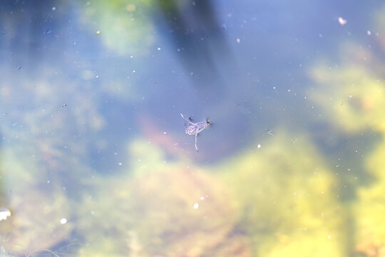 Backswimmer on a pond, backswimmer under the water surface, insects in the pond, small animal in the pond, long legs of a Notonectidae, Notonecta glauca, Notonectidae