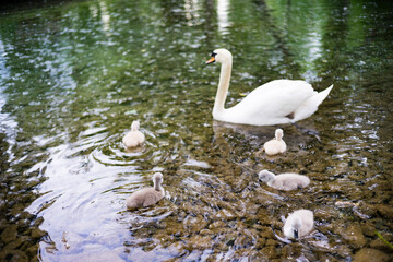 swan on the lake