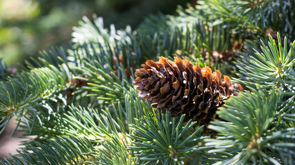 Beautiful pine cone nestled among vibrant evergreen branches in a sunny forest setting during late...