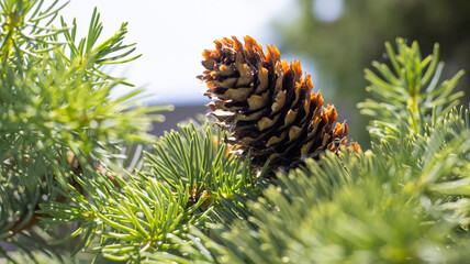 Pinecone resting atop vibrant green needles in a sunlit forest during the tranquil afternoon