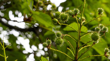 Unique green seed pods growing on a tree branch under a vibrant canopy in a lush natural environment