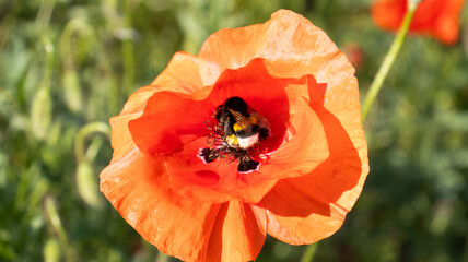 Delicate dance of a bee amidst vibrant poppy petals on a sunny day in a blooming field