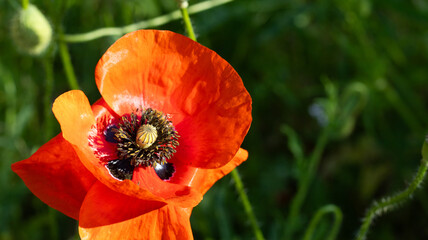 Vibrant poppy flower stands bold against a lush green background during a warm afternoon in a...