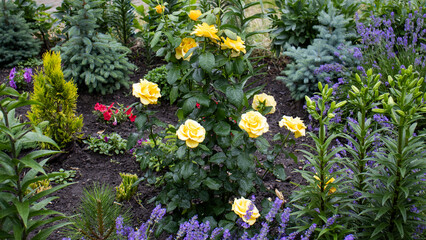 Vibrant yellow roses blooming amidst a lush garden filled with colorful plants and serene greenery