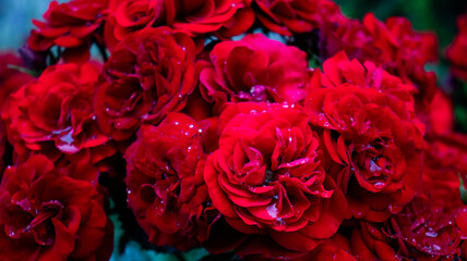 Vibrant red roses glistening with dew in a serene garden setting, capturing nature's beauty and the essence of love and passion