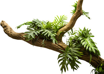 twisted jungle branch growing plants isolated on white background PNG ,AI GENERATED