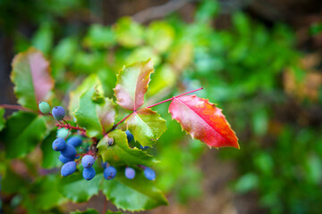 Oregon Berries are the perfect meal for a hungry bear.