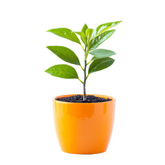 Young plant in orange pot on black background fresh green leaves new growth springtime nature