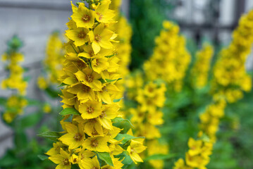 Yellow Lysimachia flowers in the garden.