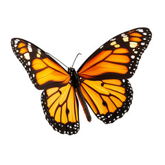 Fototapeta premium A vibrant orange butterfly with black and white markings on its wings is shown against a black background
