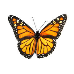 Obraz premium Orange butterfly wings spread wide against black background showing intricate details