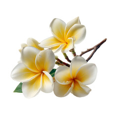 Naklejka premium A delicate cluster of white and yellow frangipani flowers with a branch and green leaf isolated on transparent background