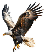 Obraz premium Fierce Bald Eagle with Flared Feathers and Tilted Head Isolated to Transparent Background