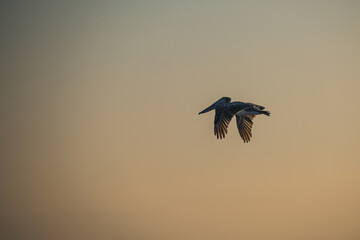 Pelican Glides Through Golden Sky