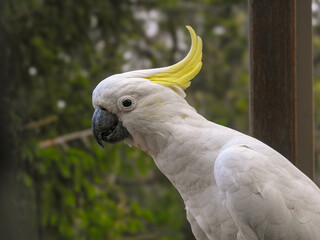 Sulphur-crested Cockatoo in the Blue Mountains