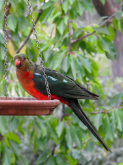 Young Australian King Parrot Perched on Feeder