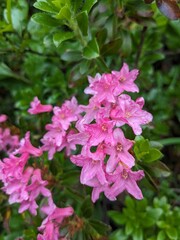 Macro close-up of blooming meadow flowers in Logar valley Slovenia during summer season.Mountains