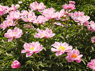 A magnificent rich pink peony flower on a meadow with blooming peonies in sunlight. Large bush of fragrant flowers