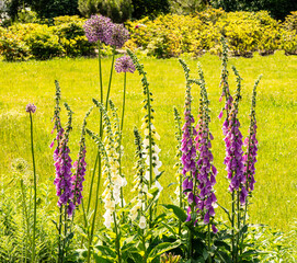 Beautiful blooming tall purple foxglove flowers on a meadow on a green grass background. Summer...
