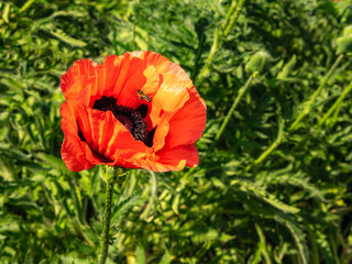 Beautiful large blooming red poppy flower and a bee on it on a green meadow background. Summer...