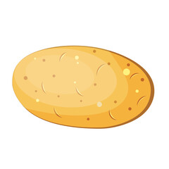 whole potato with casura hand drawn on white background.