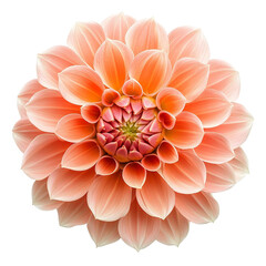 Peach dahlia flower blossom close up view isolated on black background