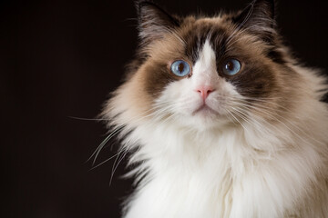 portrait of a beautiful Ragdoll cat with blue eyes