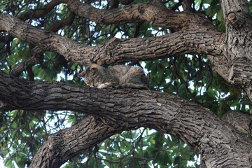 cat on tree
