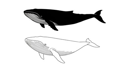 Humpback Whale Black Silhouette and Line Art Vector Illustration Set