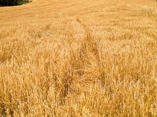 Golden Wheat Field with a Narrow Path