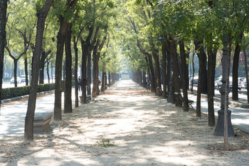 Fototapeta premium summer in the city