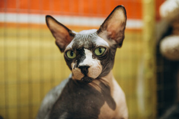 Sphynx cat looking at the camera. Hairless, two-tone, white and gray, Selective focus on the face.