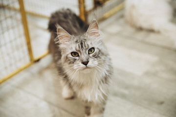A large, white and gray, cute Maine Coon cat at a cat show.
