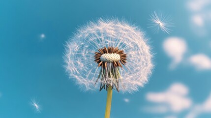 Obraz premium Close Up Of Dandelion Seed Head In Vivid Blue Sky With Floating Seeds And Wispy Clouds