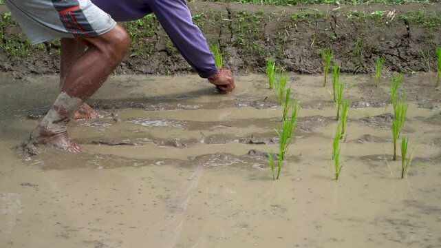 Rice Farming in Tropical Fields An Adventitious Traditional Method of Cultivation