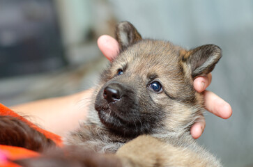 Close-up portrait of one-month-old wolfdog German Shepherd mix puppy in owners arms. Soft fur, curious gaze. Blurred background, shallow depth of field.