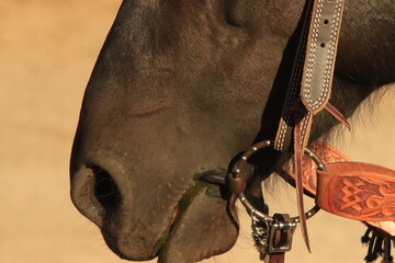 portrait of a horse