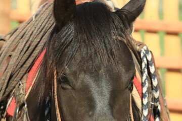 portrait of a horse