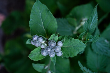 Close-up of burdock flower buds with green leaves, captured in natural lighting. The unopened buds are covered in fine white hairs.