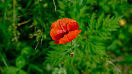 Bright red poppy flower in bloom with green foliage in the background and a developing seed pod below.